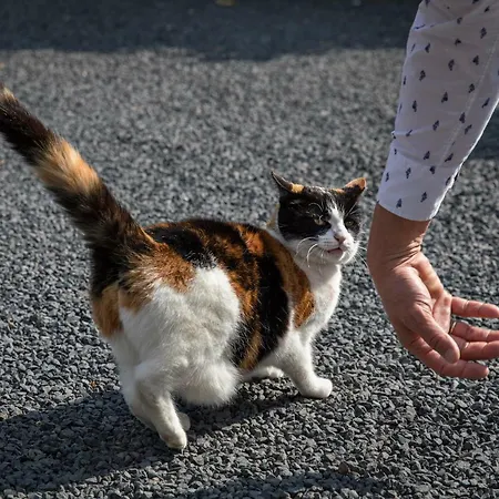 Bosgasten Frühstückspension 3*