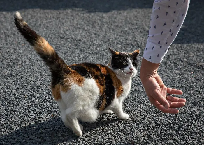 Bosgasten Bed & Breakfast 3*